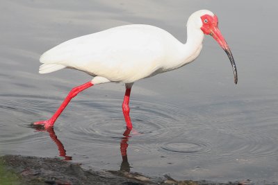 White Ibis