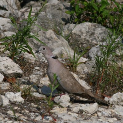 Eurasian Collared-Dove