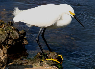 Snowy Egret