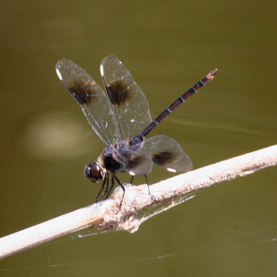 Four-Spotted Pennant