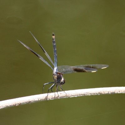 Four-Spotted Pennant