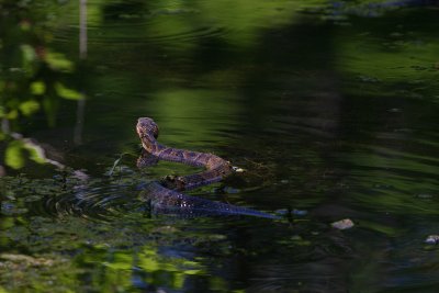 Cottonmouth