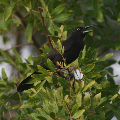 Common Grackle 