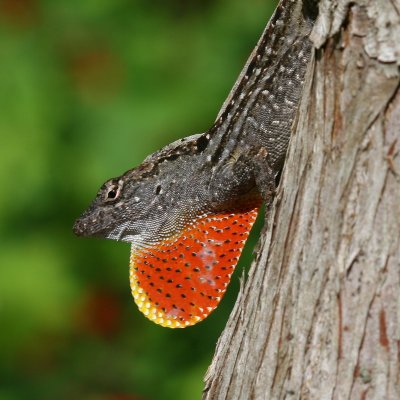 Brown Anole ♂