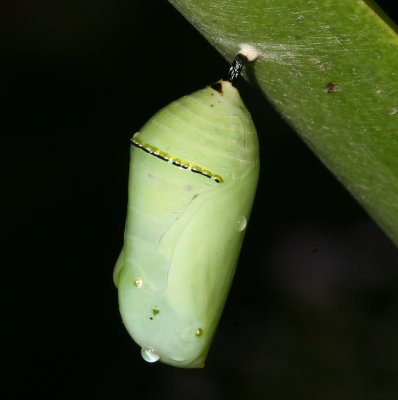 Monarch Chrysalis