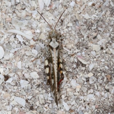 Southern Marbled Grasshopper ♂