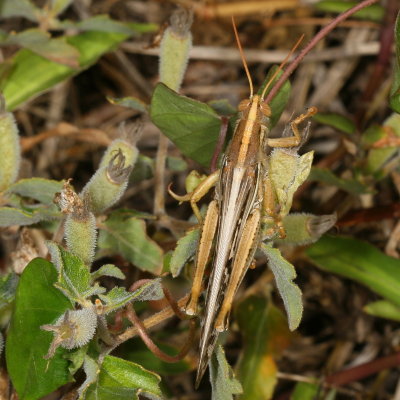 Schistocerca serialis ssp. cubense ♀