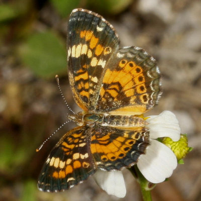 Phaon Crescent