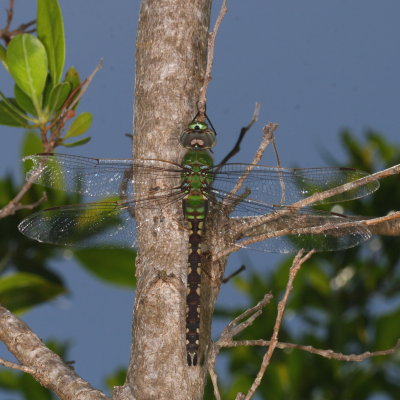 Common Green Darner ♀