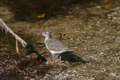 Spotted Sandpiper