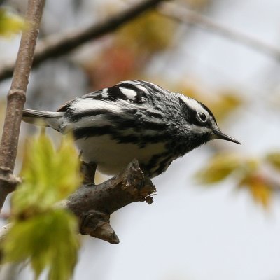 Black-and-white Warbler ♂