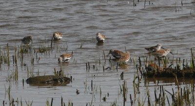 Dunlin