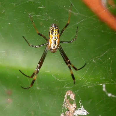 Golden Silk Orbweaver