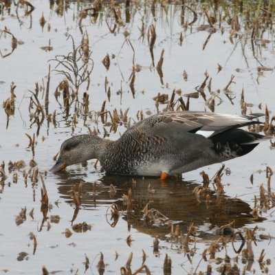 Gadwall ♂