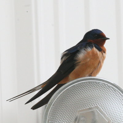 Barn Swallow