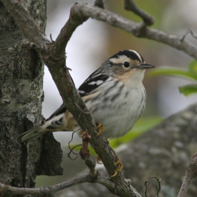 Black-and-white Warbler ♀