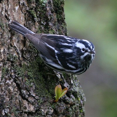 Black-and-white Warbler ♂