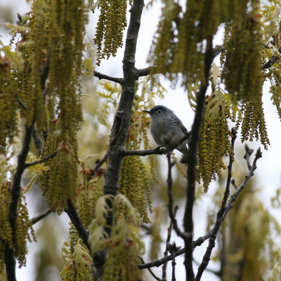 Blue-gray Gnatcatcher