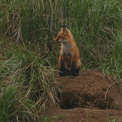 Red Fox Kit