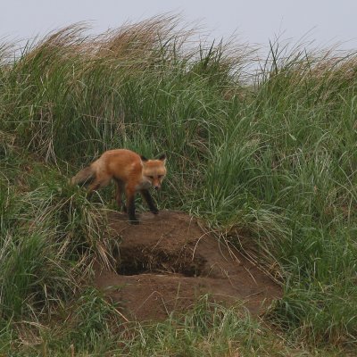 Red Fox Kit