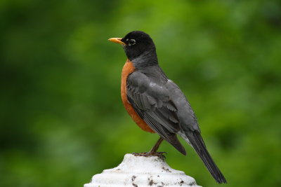 American Robin