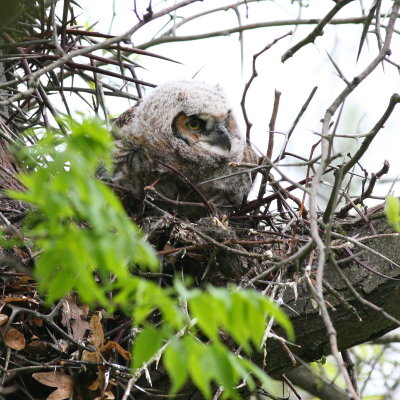Great Horned Owl / fledgling