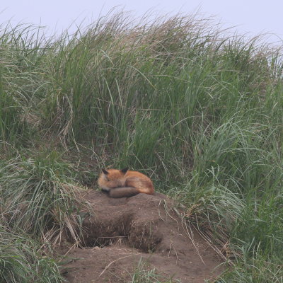 Sleeping