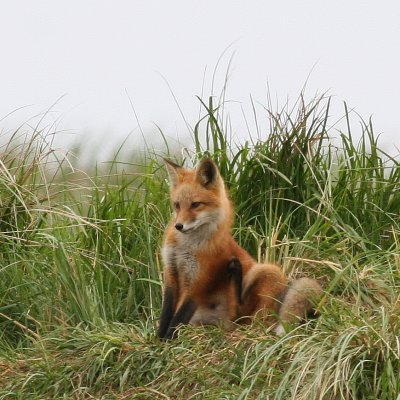 Red Fox Kit