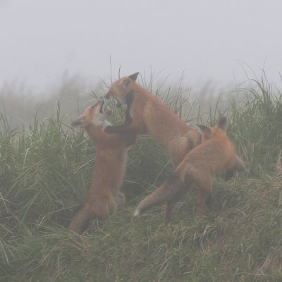 Kits playing in the fog