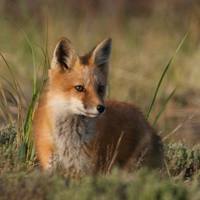 Red Fox