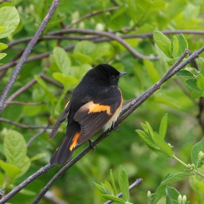 American Redstart ♂