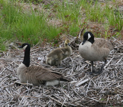 Parents with goslings