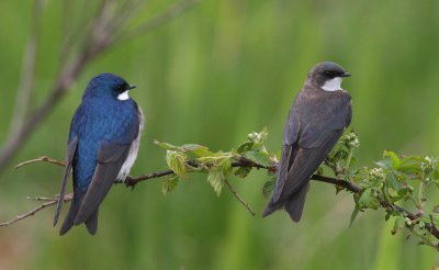 Tree Swallow ♂ & ♀