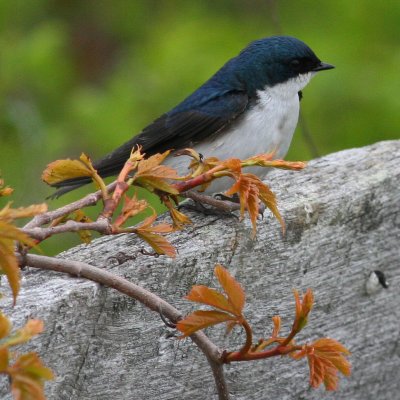 Tree Swallow ♂