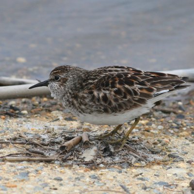 Least Sandpiper