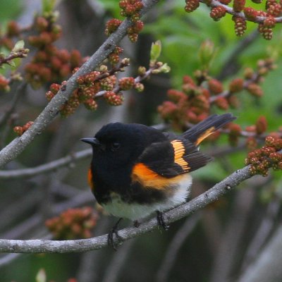 American Redstart ♂