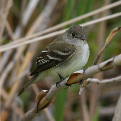 Willow or Alder Flycatcher
