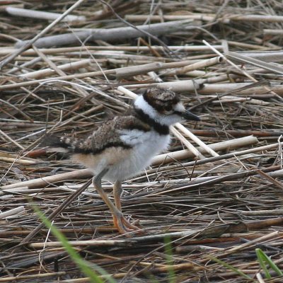 Downy young Killdeer
