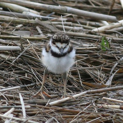 Downy young Killdeer