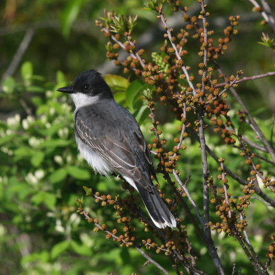 Eastern Kingbird