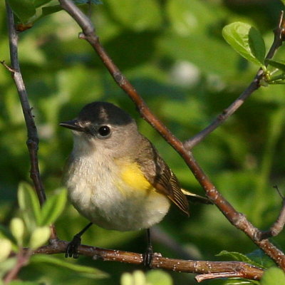 American Redstart ♀