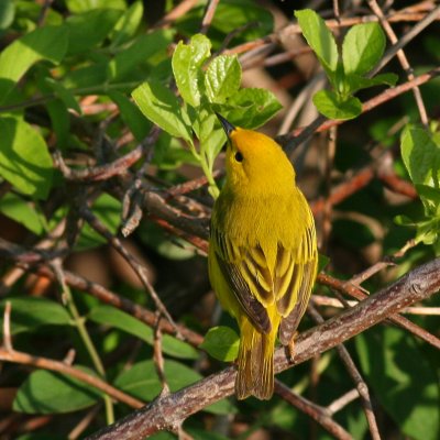 Yellow Warbler