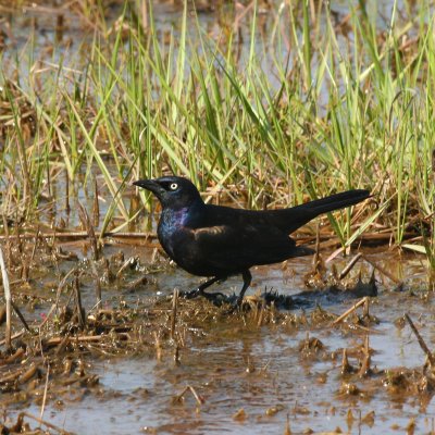 Common Grackle