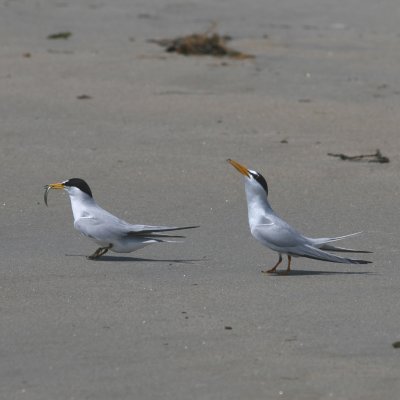 Least Tern