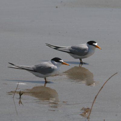 Least Terns