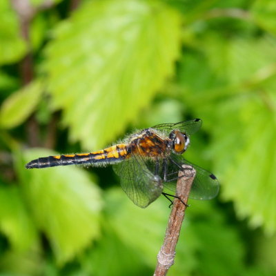 Dot-Tailed Whiteface ♀