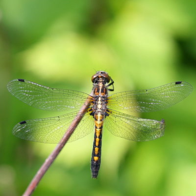 Dot-Tailed Whiteface ♀