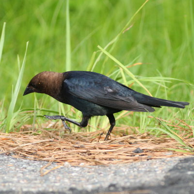 Brown-headed Cowbird ♂