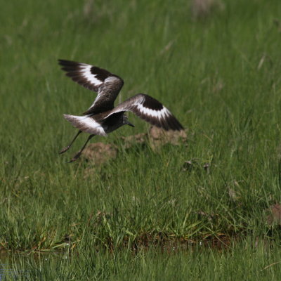 Willet