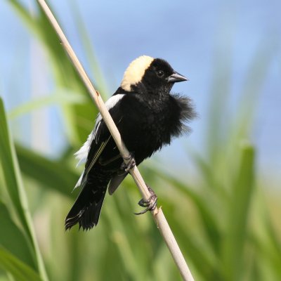 Bobolink